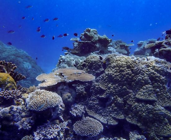 Coral Reefs
