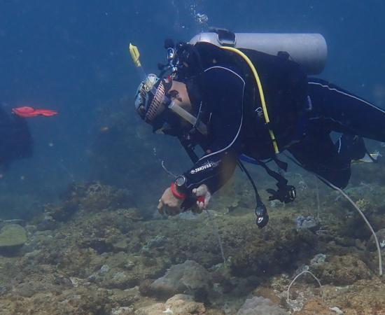 a diver is underwater looking down at the reef taking a photo. there are 2 other divers near them.