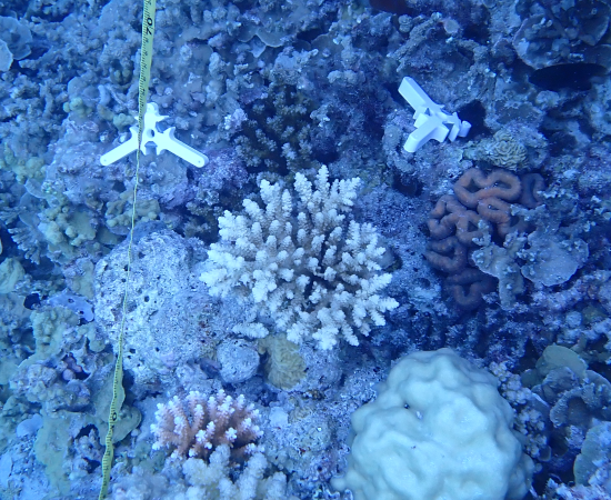 Overhead view of a coral reef with three-pronged white ceramic devices placed on them. The devices are loaded with young corals