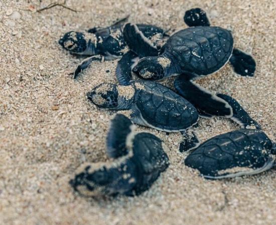 Baby green sea turtles