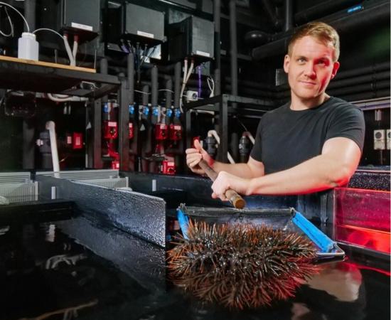 Dr Richard Harris lifts crown-of-thorns starfish out of experiment tank