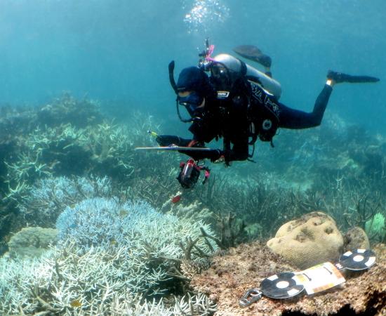 SCUBA-diving scientist observes corals