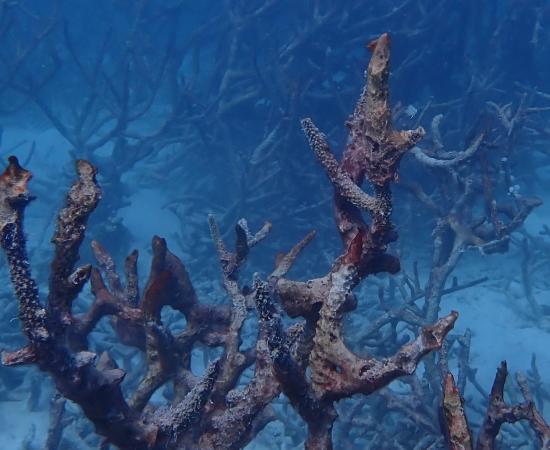 branching corals 