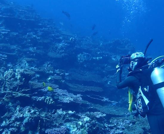 Diver surveys coral bleaching and mortality at Rowley Shoals, WA
