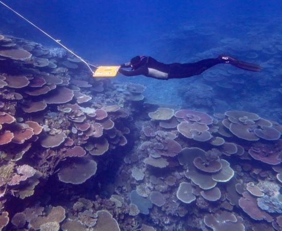 Scientist conducts manta tow survey on Great Barrier Reef