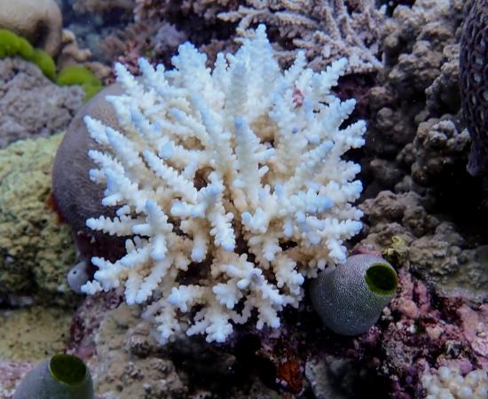Minor bleaching of Acropora coral on Great Barrier Reef