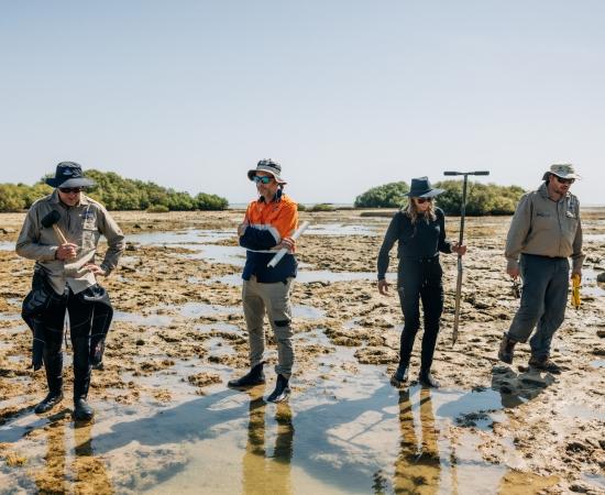 Scientists take soil core from mangroves