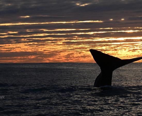 A whale's tail is silhouetted at sunset