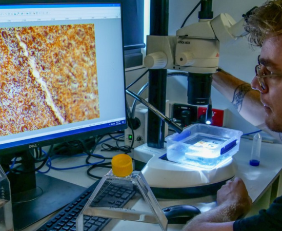 Scientists looks at microscopy on computer screen