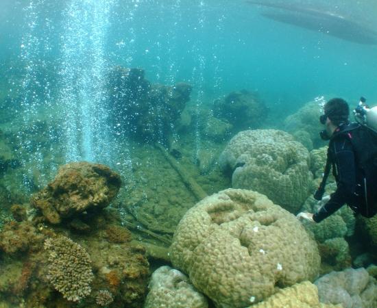 Diver watches CO2 bubbles from volcanic seeps rising around corals
