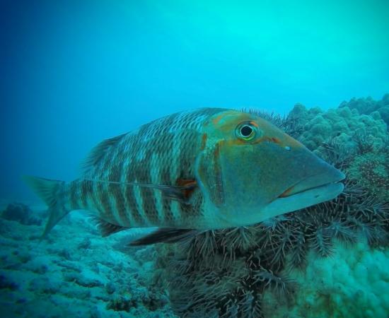 Redthroat Emperor (Lethrinus miniatus) next to crown-of-thorns starfish