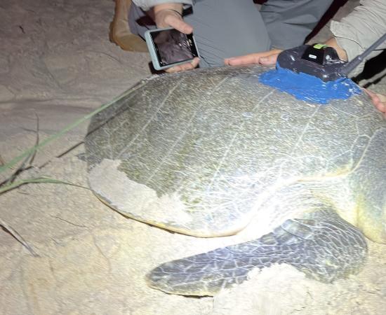 Attaching a tag to the shell of an olive ridley turtle