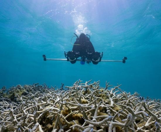 Scientist diver taking 3D photos of coral reef