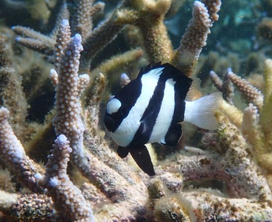 Humbug damselfish