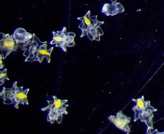 Almost transparent microscopic creatures with a yellow section are pictured on a black background