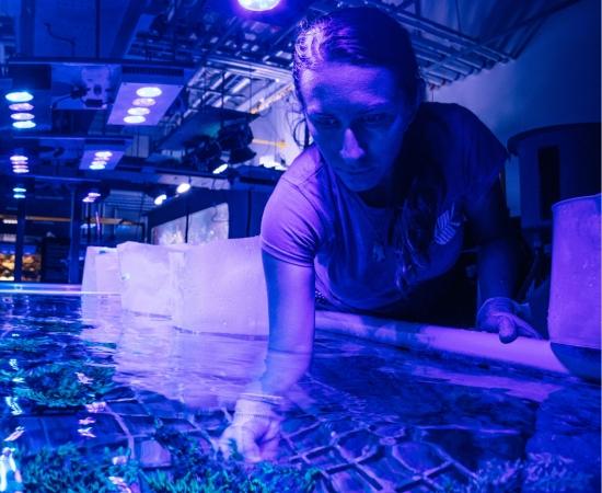 Scientist in coral aquaculture facility