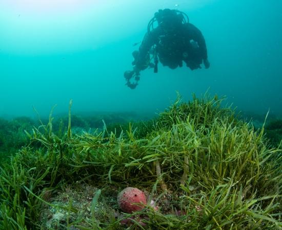 A diver surveys a bed of invasive Caulerpa seaweed