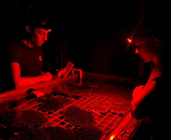 Scientists study coral in aquaculture lab with red light