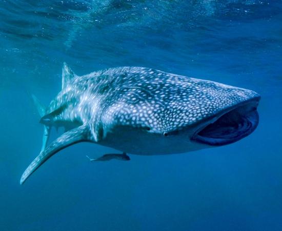 Whale shark with open mouth