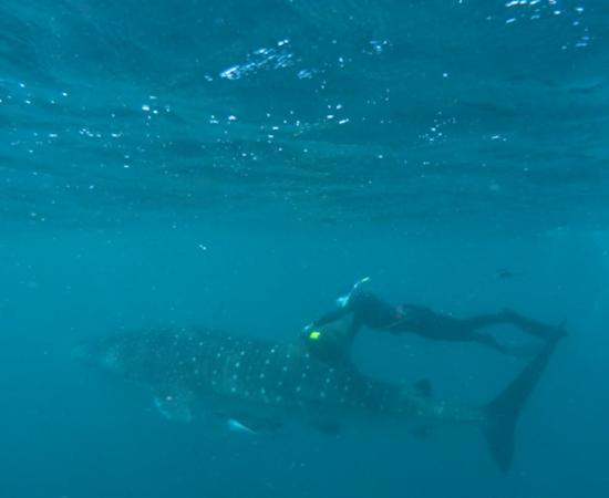 Scientist diver fixing camera to whale shark