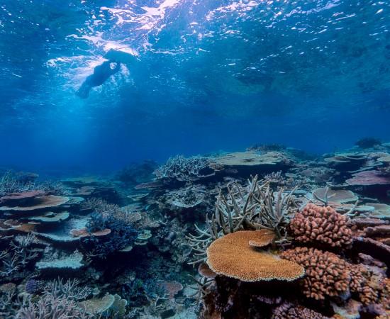 Underwater view of a coral reef during a manta tow survey. A swimmer towed across the reef is visible near the surface, while table and branching corals cover the reef below, documenting reef condition and coral cover.
