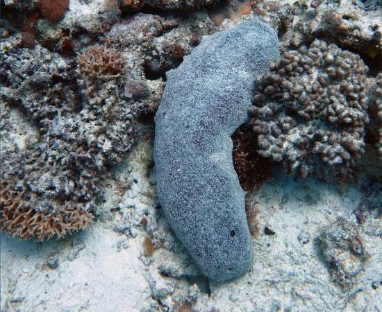 Black teatfish sea cucumber