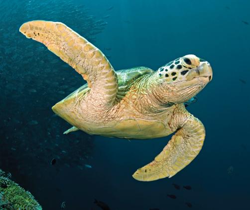 green sea turtle
