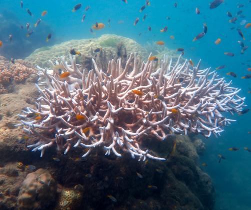 a branching coral surrounded by small fish in slightly cloudy water