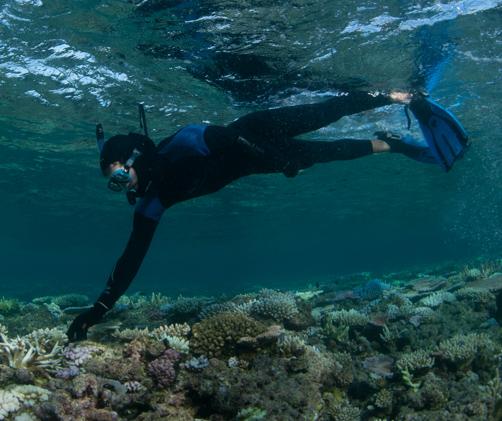 snorkeller over bleached corals