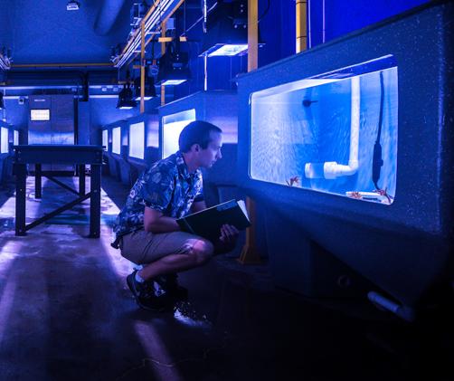 scientist in dark room looking into lit aquaria