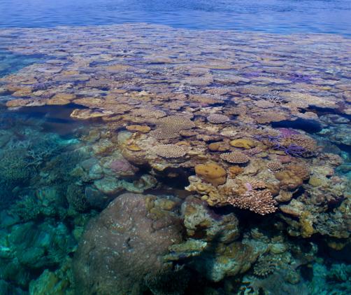 reef bommie under calm water