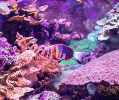 a pretty fish in an aquarium filled with coral