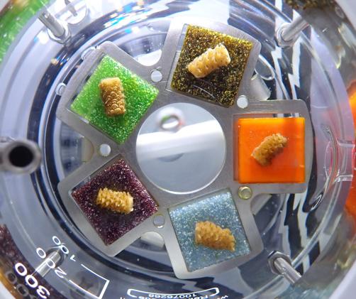 small coral fragments on colourful squares in a glass beaker