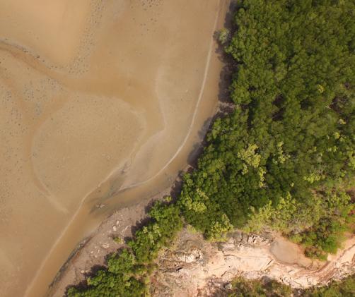 aerial of mangroves