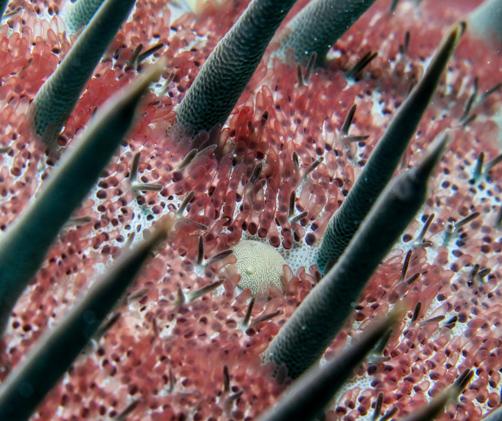 macro of crown-of-thorns starfish with long spines and smaller tentalces