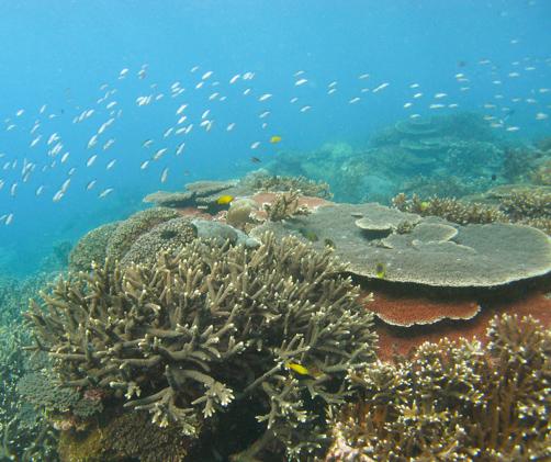 pretty reef