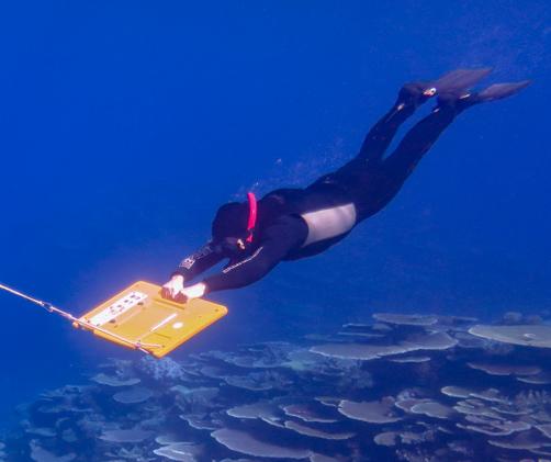 snorkeller underwater in wetsuit holing a yellow board which is being towed above a reef