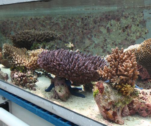 corals in a long fish tank