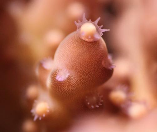 a coral polyp releases a round bundle