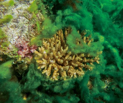 a coral surrounded by green algae