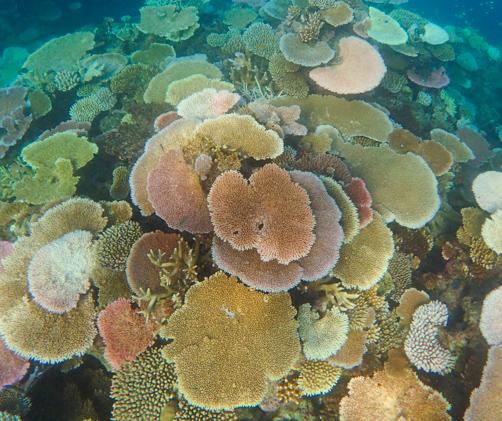 plate coral in a range of bleaching severity