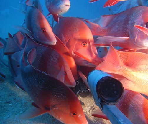 ref fish with video camera