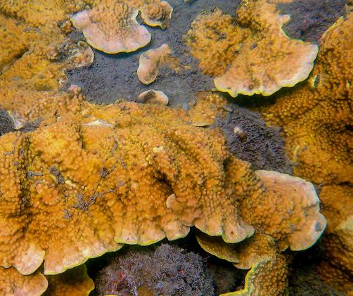 sediment on a coral