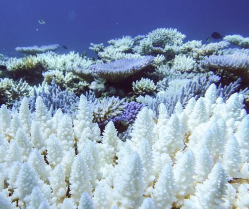a bleached branching coral i front of a reef