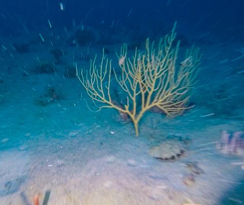 sandy seafloor with marine life