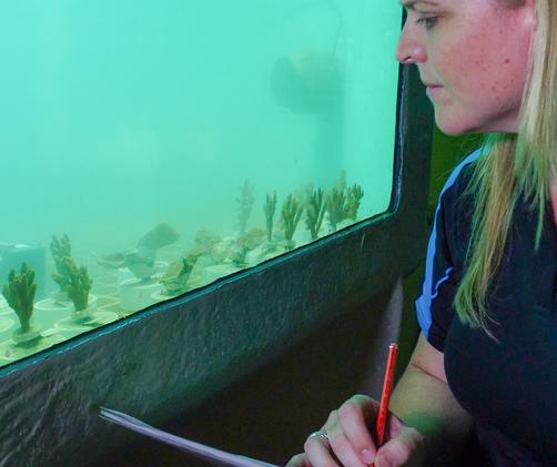 scientist looking at many small pieces of coral in cloudy aquaria