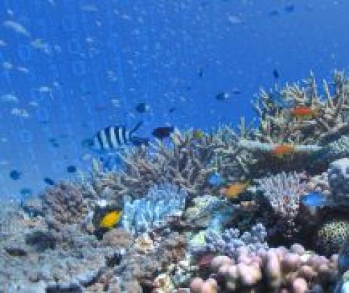 the top of a reef with fish. there is binary code as a graphic in the water above the reef.