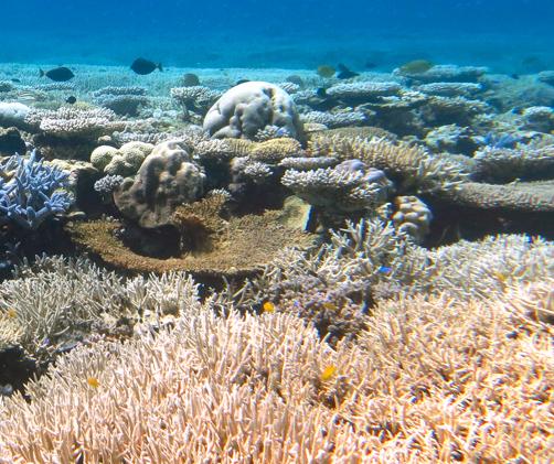 A reef top with many bleached corals and some corals with some colour