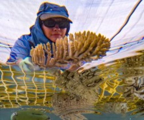 underwater looking up at person holding a coral