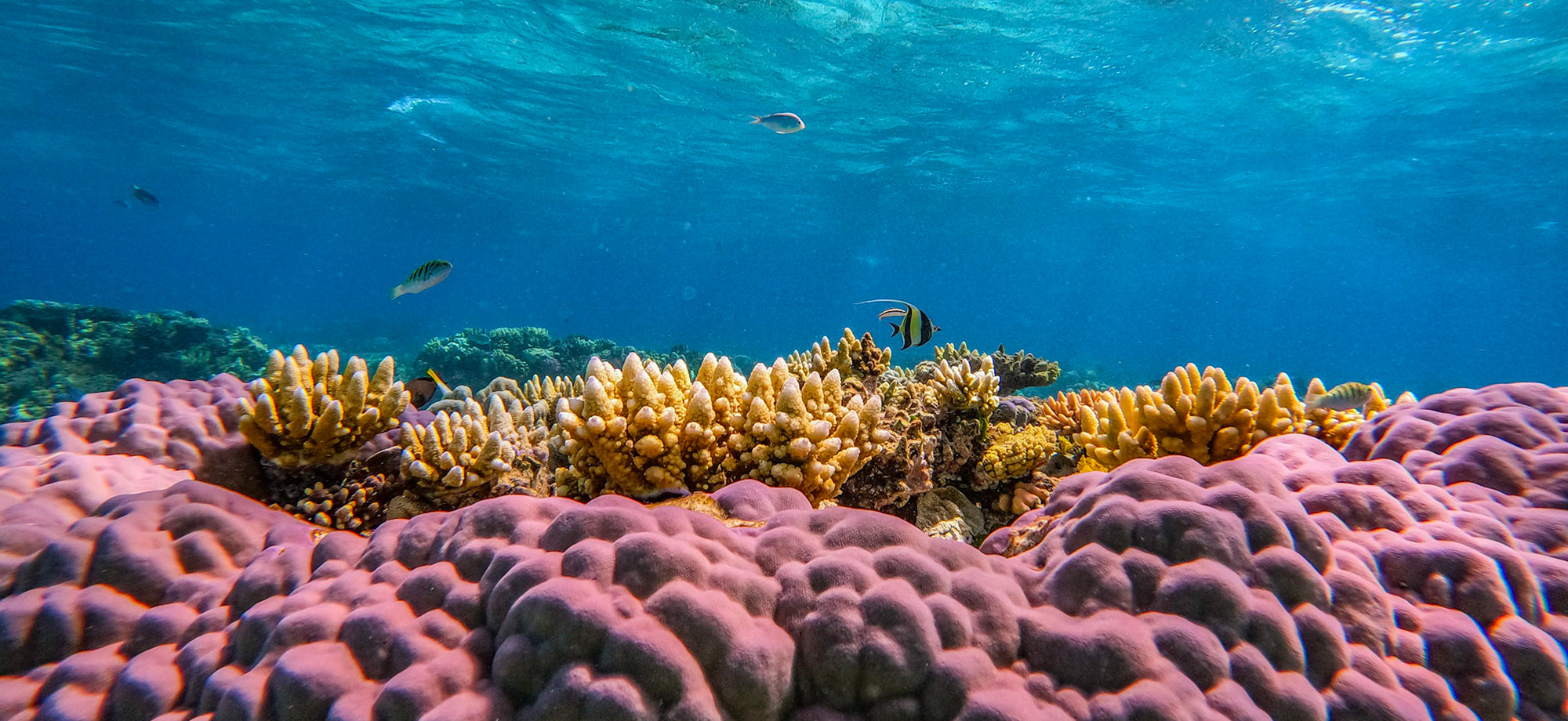 Underwater Coral Bleaching On Reef Caused By Crown Of Thorns Starfish ...